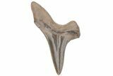 Fossil Ginsu Shark (Cretoxyrhina) Tooth - Kansas #219169-1